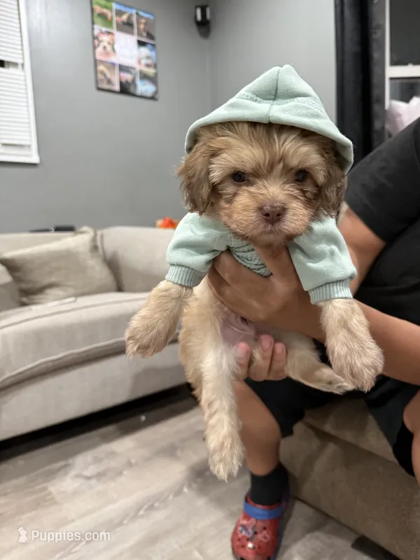 Mater – Chihuahua puppy for sale in Hyattsville, MD
