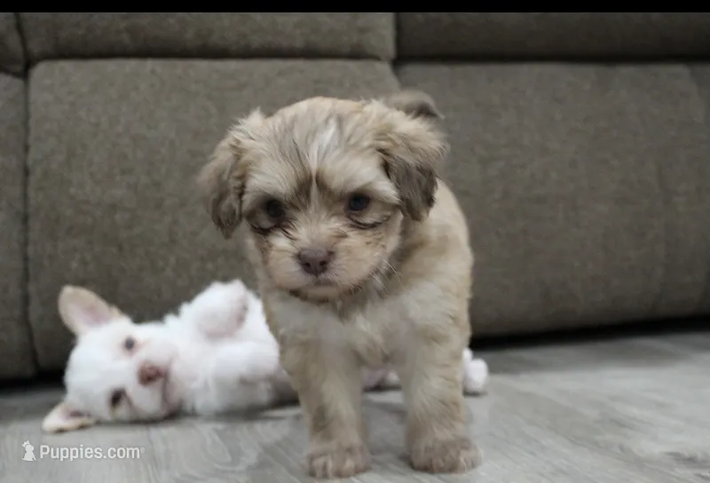 Mater  – Chihuahua, Maltese puppy for sale in Hyattsville, MD