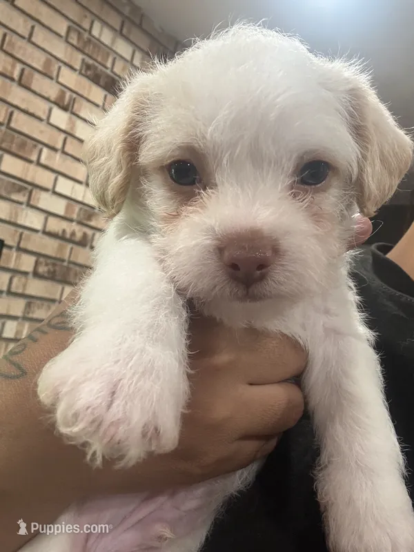 angel  – Chihuahua, Maltese puppy for sale in Hyattsville, MD