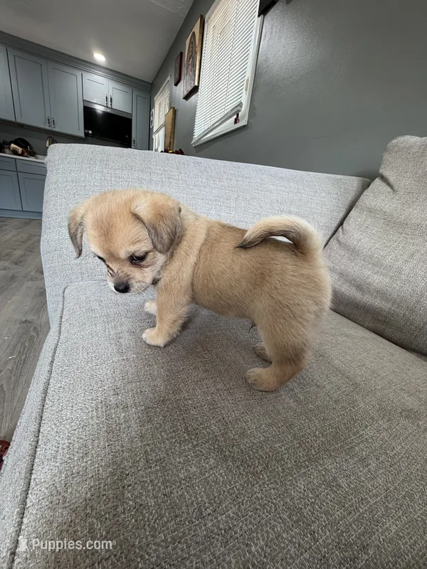 Puppies – Chihuahua, Maltese puppy for sale in Hyattsville, MD