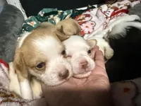 Milo , a male Chihuahua and Maltese for sale in Hyattsville, MD – 3 of 4