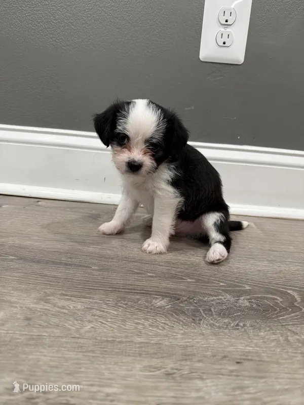 Ace  – Chihuahua, Maltese puppy for sale in Hyattsville, MD