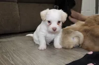 Angel , a male Chihuahua and Maltese for sale in Hyattsville, MD – 2 of 3