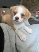 Stella , a female Chihuahua and Maltese for sale in Hyattsville, MD – 1 of 2