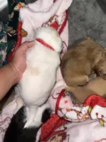angel , a male Chihuahua and Maltese for sale in Hyattsville, MD – 2 of 4