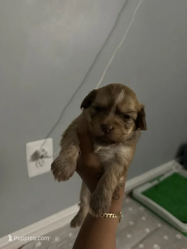 Mater – Chihuahua puppy for sale in Hyattsville, MD