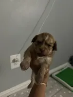 Mater, a male Chihuahua for sale in Hyattsville, MD – 1 of 4