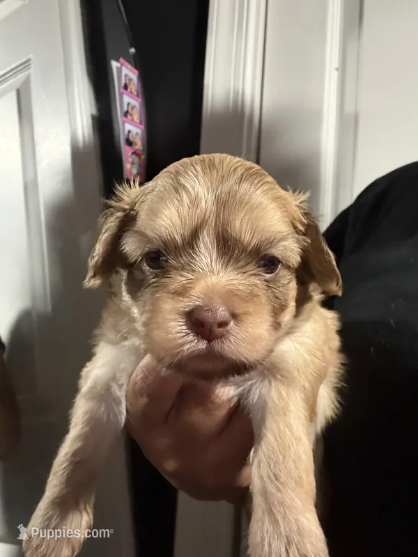 Mater – Chihuahua puppy for sale in Hyattsville, MD