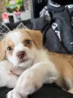 Stella , a female Chihuahua and Maltese for sale in Hyattsville, MD – 2 of 2