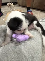 Ace, a male Chihuahua and Maltese for sale in Hyattsville, MD – 2 of 3