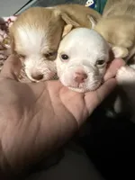 Milo , a male Chihuahua and Maltese for sale in Hyattsville, MD – 2 of 4