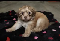 Mater, a male Chihuahua and Maltese for sale in Hyattsville, MD – 7 of 7