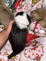 Ace , a male Chihuahua and Maltese for sale in Hyattsville, MD – 2 of 2