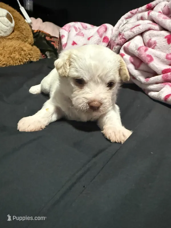 angel  – Chihuahua, Maltese puppy for sale in Hyattsville, MD