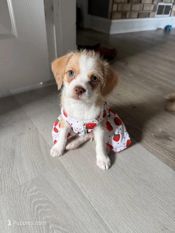 Stella  – Chihuahua, Maltese puppy for sale in Hyattsville, MD