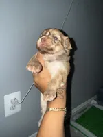 Mater, a male Chihuahua for sale in Hyattsville, MD – 2 of 4