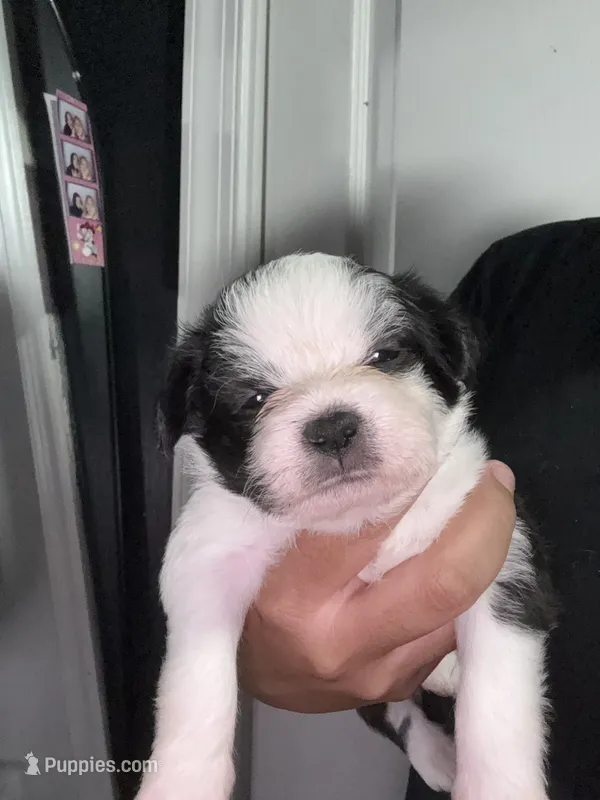 Ace  – Chihuahua, Maltese puppy for sale in Hyattsville, MD