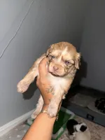 Mater, a male Chihuahua for sale in Hyattsville, MD – 3 of 4