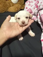 angel , a male Chihuahua and Maltese for sale in Hyattsville, MD – 4 of 4
