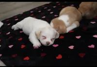 Angel , a male Chihuahua and Maltese for sale in Hyattsville, MD – 1 of 3