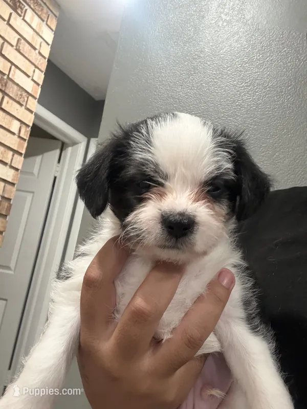 Ace  – Chihuahua, Maltese puppy for sale in Hyattsville, MD