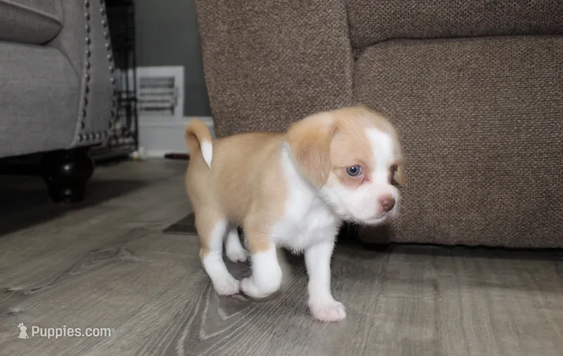 Stella – Chihuahua, Maltese puppy for sale in Hyattsville, MD