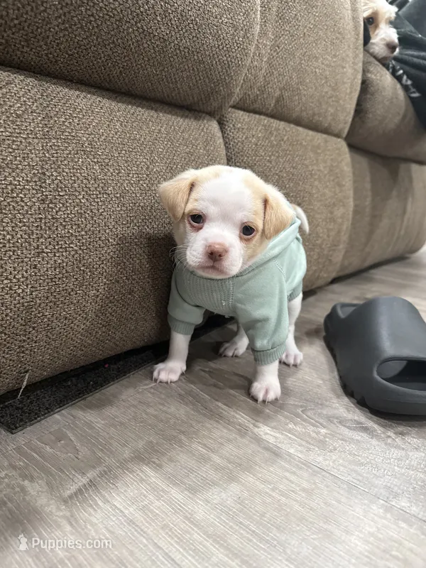 Milo  – Chihuahua, Maltese puppy for sale in Hyattsville, MD