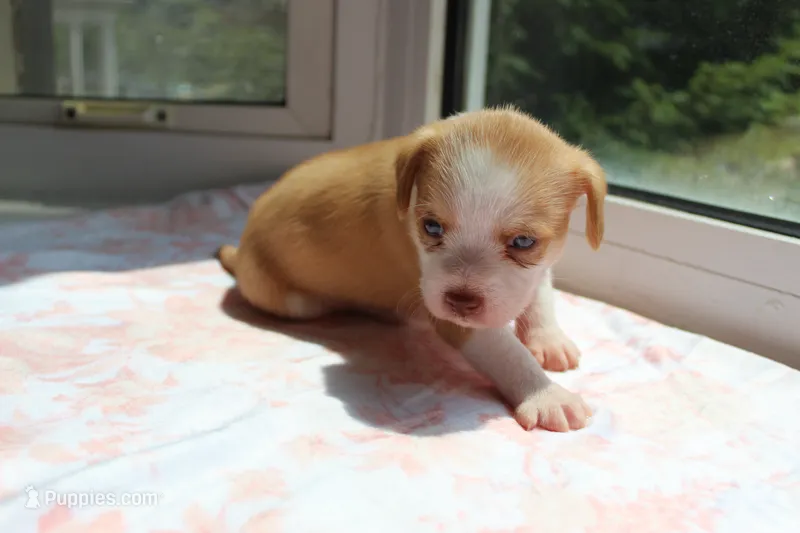 Stella – Chihuahua, Maltese puppy for sale in Hyattsville, MD