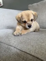 Puppies, a male Chihuahua and Maltese for sale in Hyattsville, MD – 2 of 2
