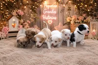 Mater, a male Chihuahua and Maltese for sale in Hyattsville, MD – 6 of 7