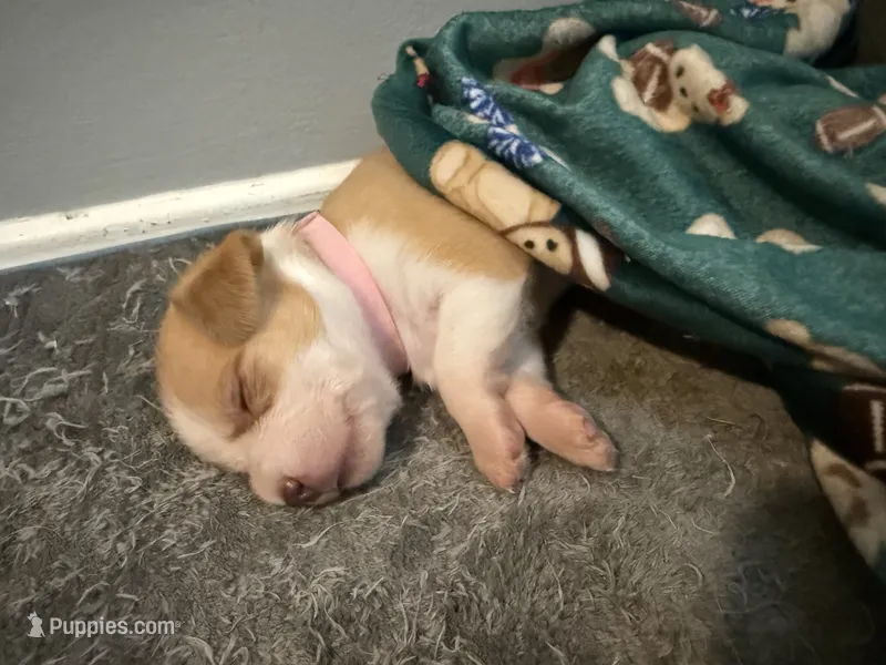 Stella – Chihuahua, Maltese puppy for sale in Hyattsville, MD