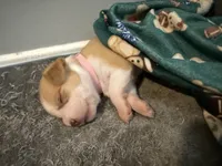 Stella, a female Chihuahua and Maltese for sale in Hyattsville, MD – 1 of 4