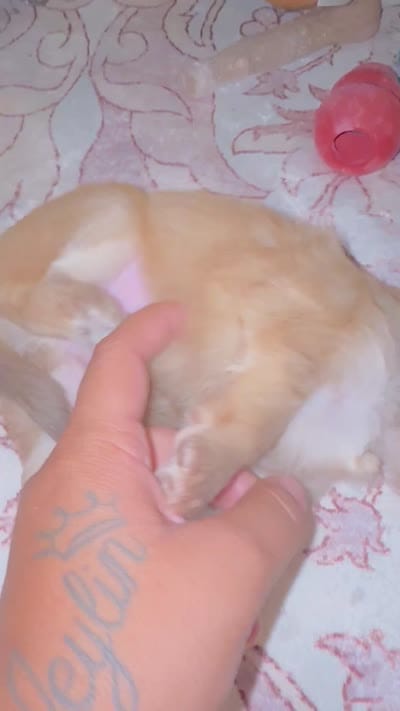 Mater, a male Chihuahua for sale in Hyattsville, MD – 4 of 4