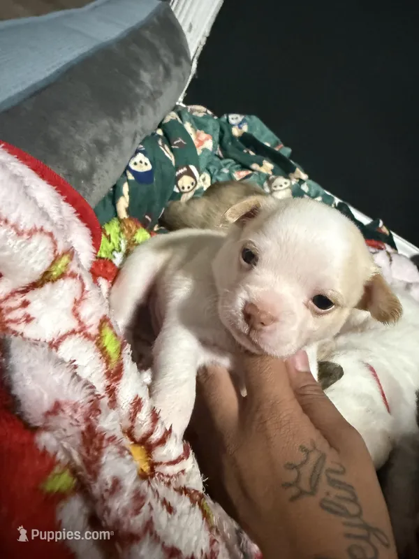 Milo  – Chihuahua, Maltese puppy for sale in Hyattsville, MD