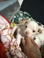 Milo , a male Chihuahua and Maltese for sale in Hyattsville, MD – 1 of 4