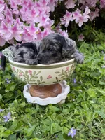 Juliet , a female Goldendoodle for sale in Simpsonville, SC – Photo 9 of 10