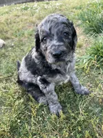 Juliet , a female Goldendoodle for sale in Simpsonville, SC – Photo 8 of 10