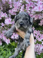 Juliet , a female Goldendoodle for sale in Simpsonville, SC – Photo 5 of 10