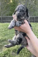 Juliet , a female Goldendoodle for sale in Simpsonville, SC – Photo 4 of 10