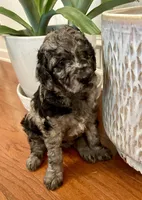 Juliet , a female Goldendoodle for sale in Simpsonville, SC – Photo 6 of 10