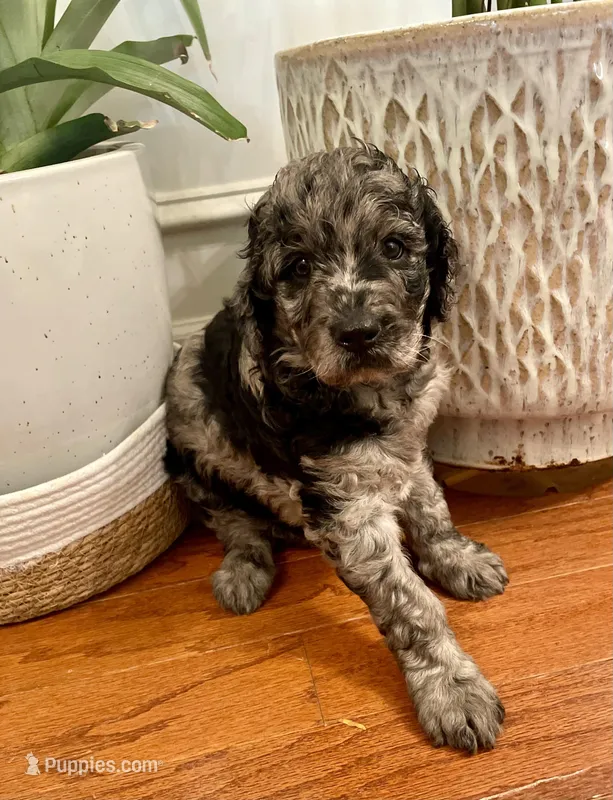 Juliet  – Goldendoodle puppy for sale in Simpsonville, SC