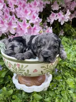 Juliet , a female Goldendoodle for sale in Simpsonville, SC – Photo 7 of 10