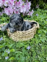 Juliet , a female Goldendoodle for sale in Simpsonville, SC – Photo 3 of 10