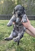 Juliet , a female Goldendoodle for sale in Simpsonville, SC – Photo 2 of 10