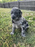 Juliet , a female Goldendoodle for sale in Simpsonville, SC – Photo 10 of 10