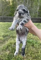 Romeo, a male Goldendoodle for sale in Simpsonville, SC – Photo 4 of 10