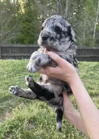 Romeo, a male Goldendoodle for sale in Simpsonville, SC – Photo 6 of 10