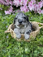 Romeo, a male Goldendoodle for sale in Simpsonville, SC – Photo 9 of 10