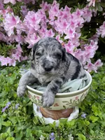 Romeo, a male Goldendoodle for sale in Simpsonville, SC – Photo 10 of 10