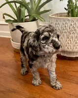 Romeo, a male Goldendoodle for sale in Simpsonville, SC – Photo 3 of 10